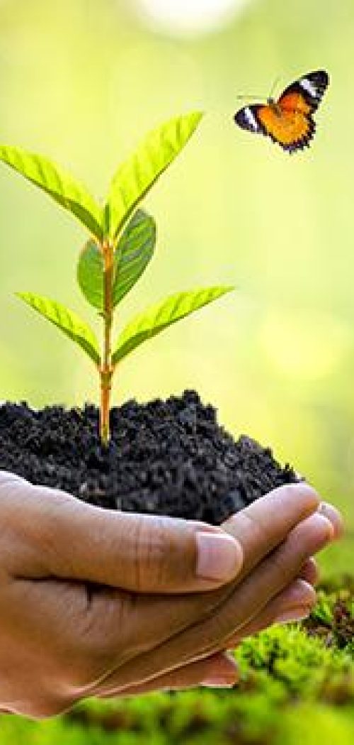 environment Earth Day In the hands of trees growing seedlings. Bokeh green Background Female hand holding tree on nature field grass Forest conservation concept